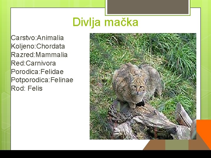 Divlja mačka Carstvo: Animalia Koljeno: Chordata Razred: Mammalia Red: Carnivora Porodica: Felidae Potporodica: Felinae