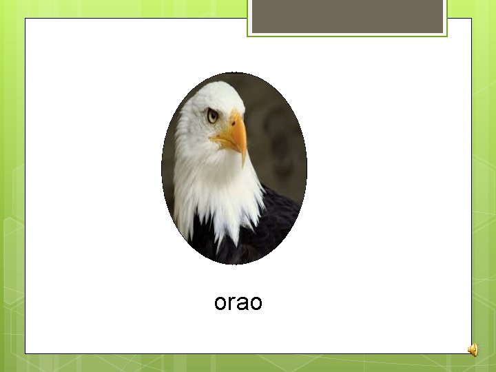 orao 