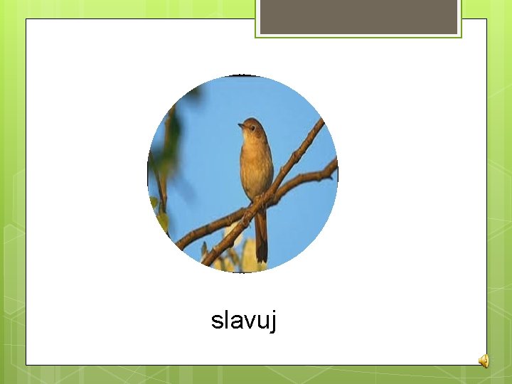 slavuj 