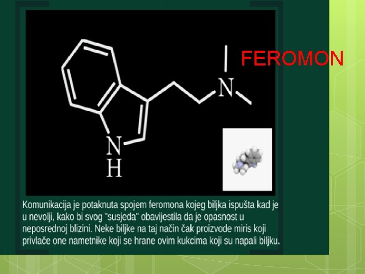 FEROMON 