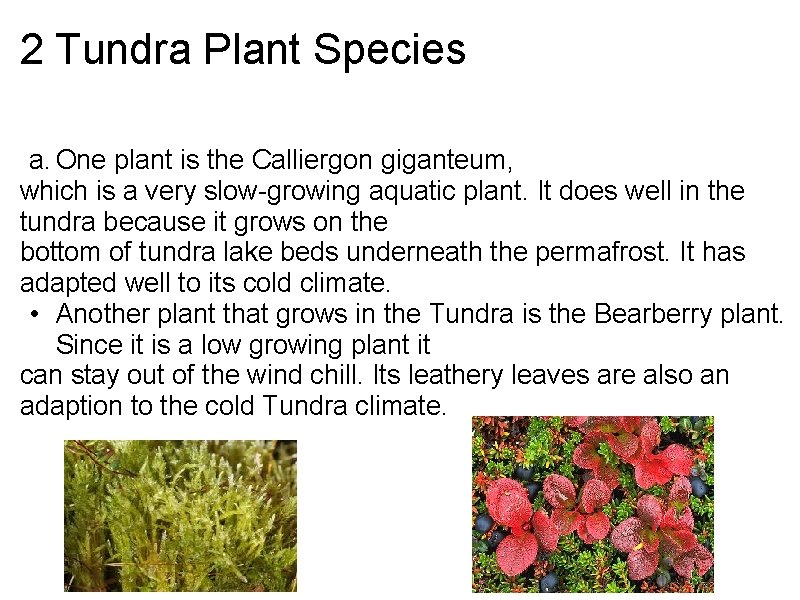 2 Tundra Plant Species a. One plant is the Calliergon giganteum, which is a