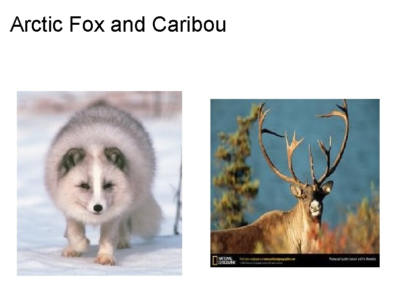 Arctic Fox and Caribou 