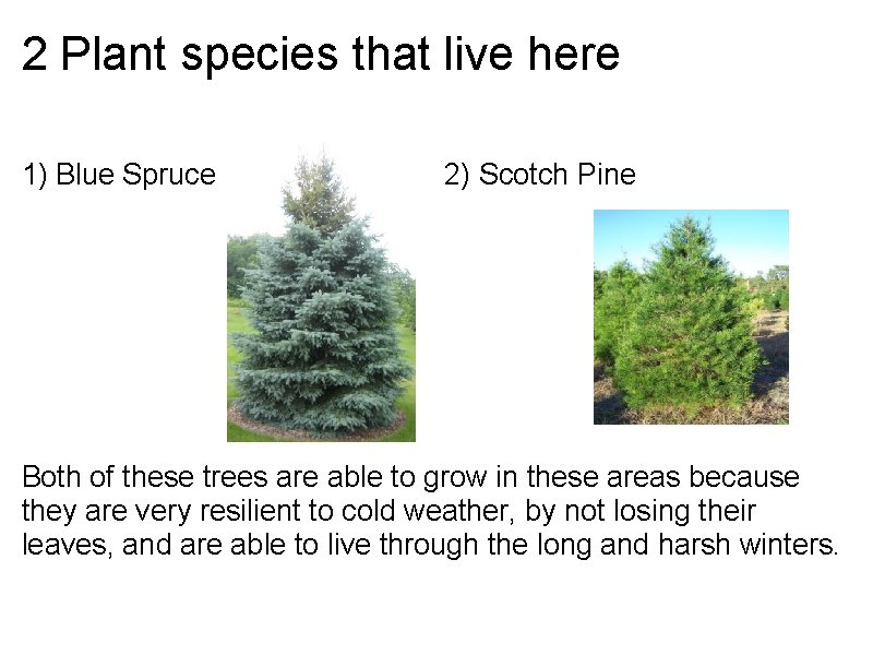 2 Plant species that live here 1) Blue Spruce 2) Scotch Pine Both of