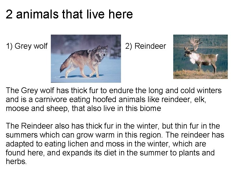 2 animals that live here 1) Grey wolf 2) Reindeer The Grey wolf has