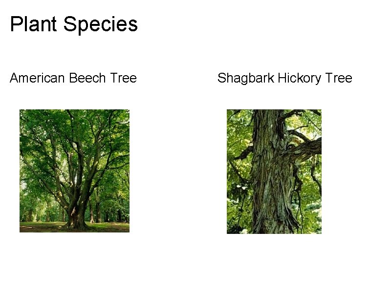 Plant Species American Beech Tree Shagbark Hickory Tree 