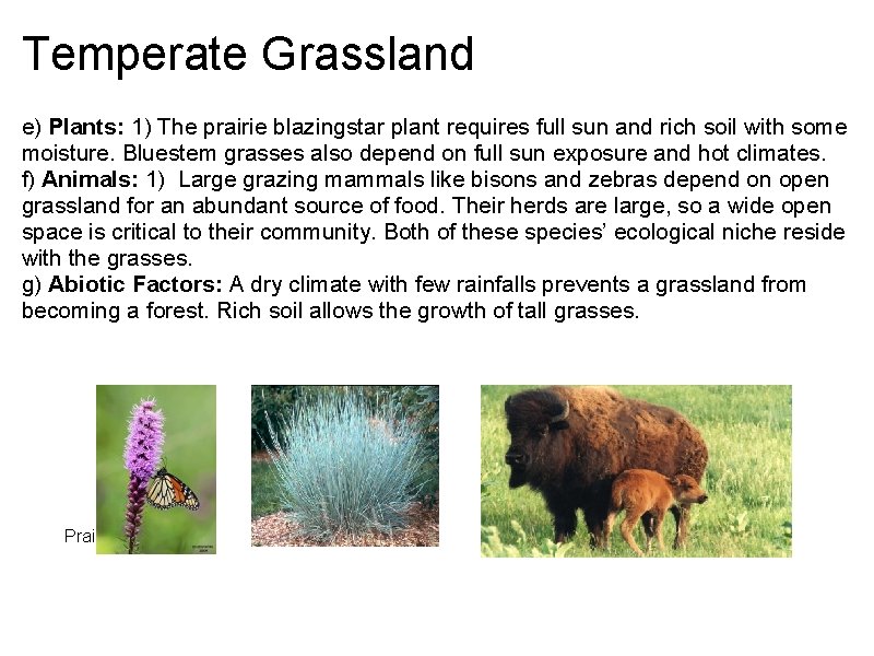 Temperate Grassland e) Plants: 1) The prairie blazingstar plant requires full sun and rich