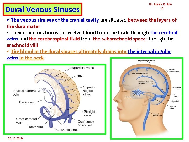 Dural Venous Sinuses Dr. Aiman Q. Afar 11 üThe venous sinuses of the cranial