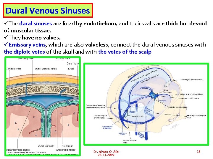 Dural Venous Sinuses üThe dural sinuses are lined by endothelium, and their walls are