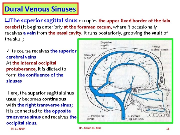 Dural Venous Sinuses q. The superior sagittal sinus occupies the upper fixed border of