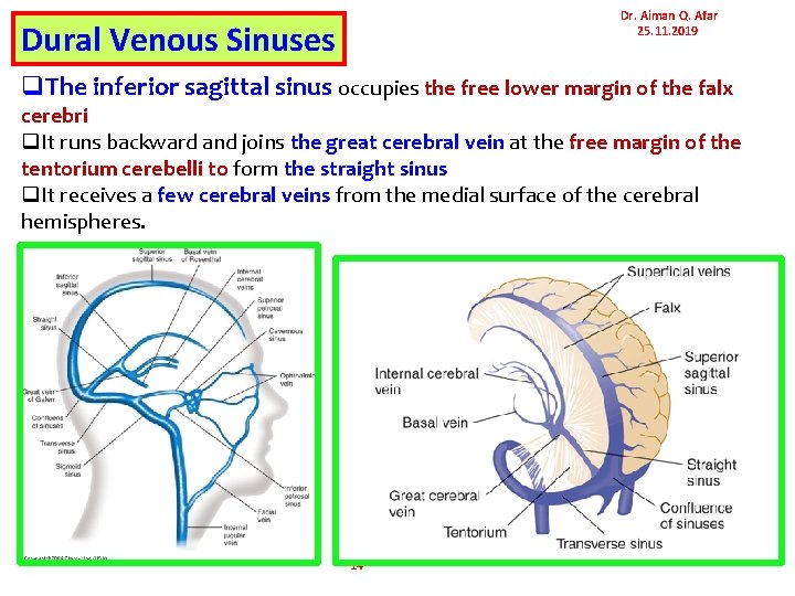 Dr. Aiman Q. Afar 25. 11. 2019 Dural Venous Sinuses q. The inferior sagittal