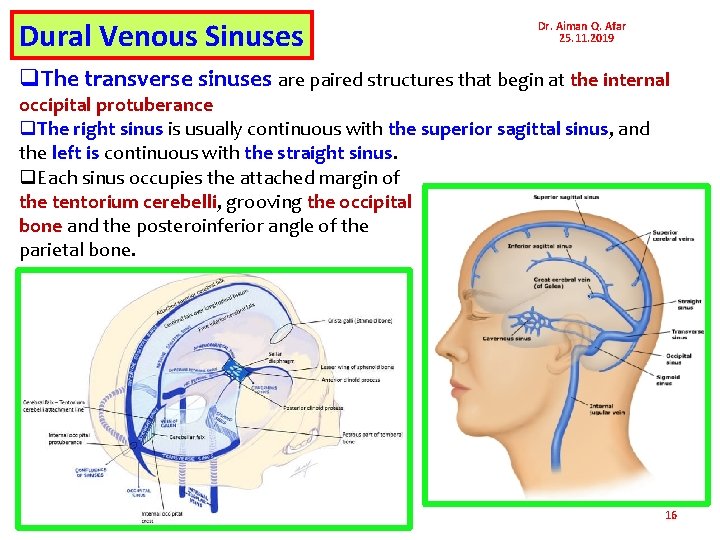 Dural Venous Sinuses Dr. Aiman Q. Afar 25. 11. 2019 q. The transverse sinuses