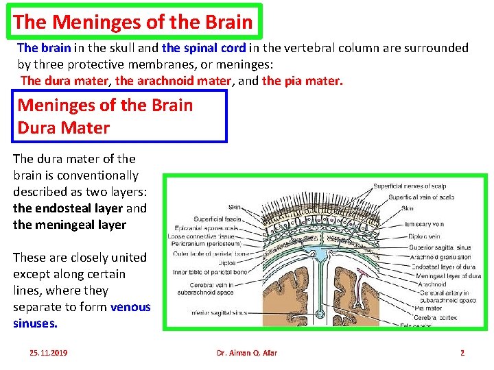 The Meninges of the Brain The brain in the skull and the spinal cord
