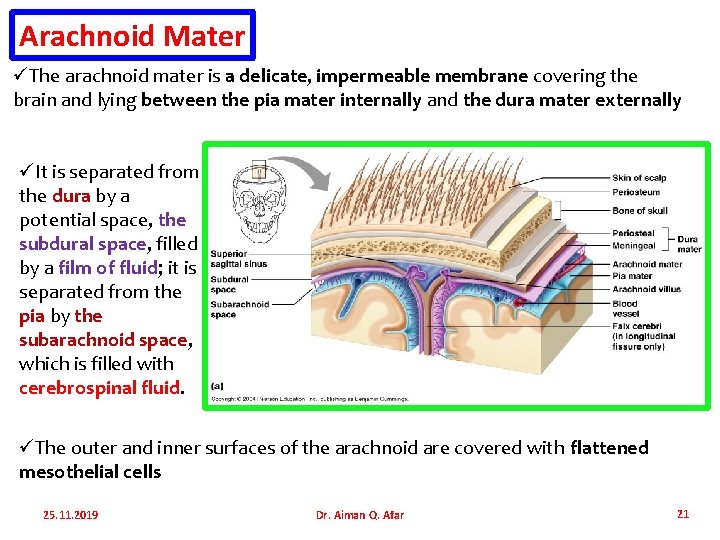 Arachnoid Mater üThe arachnoid mater is a delicate, impermeable membrane covering the brain and