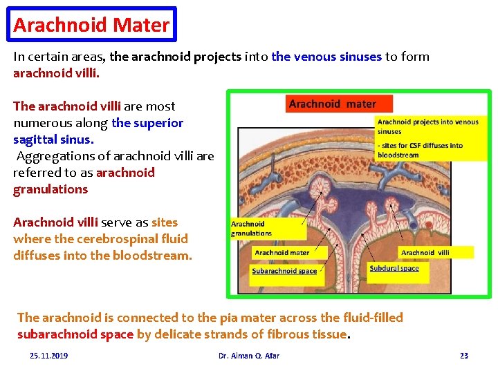 Arachnoid Mater In certain areas, the arachnoid projects into the venous sinuses to form