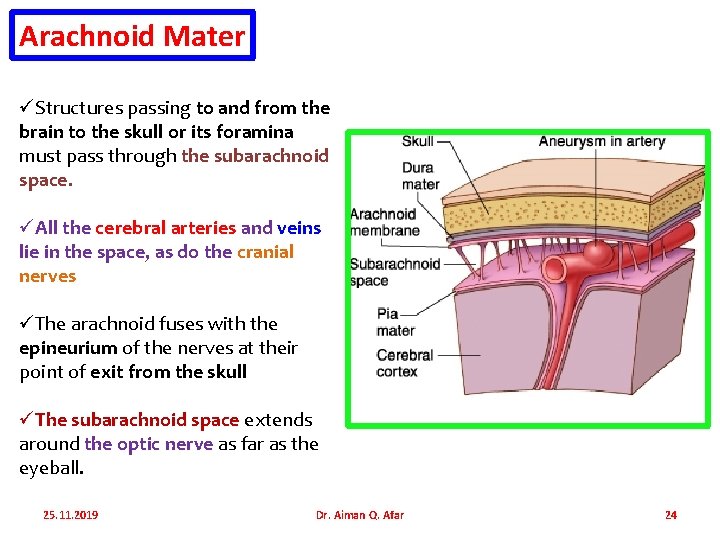 Arachnoid Mater üStructures passing to and from the brain to the skull or its
