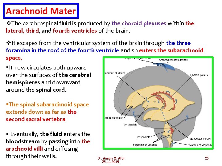 Arachnoid Mater v. The cerebrospinal fluid is produced by the choroid plexuses within the