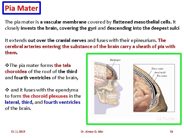 Pia Mater The pia mater is a vascular membrane covered by flattened mesothelial cells.