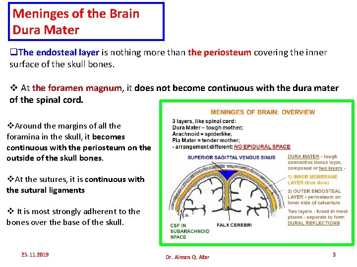 Meninges of the Brain Dura Mater q. The endosteal layer is nothing more than