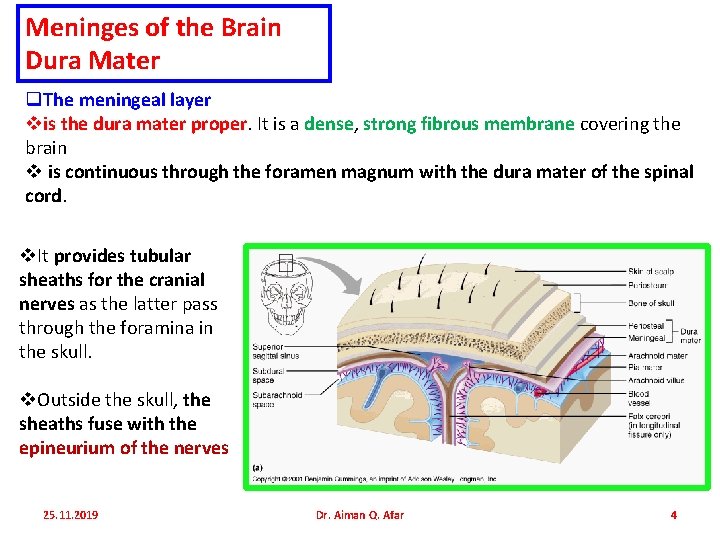 Meninges of the Brain Dura Mater q. The meningeal layer vis the dura mater