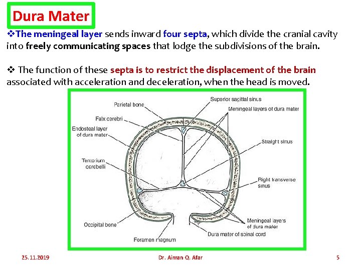 Dura Mater v. The meningeal layer sends inward four septa, which divide the cranial