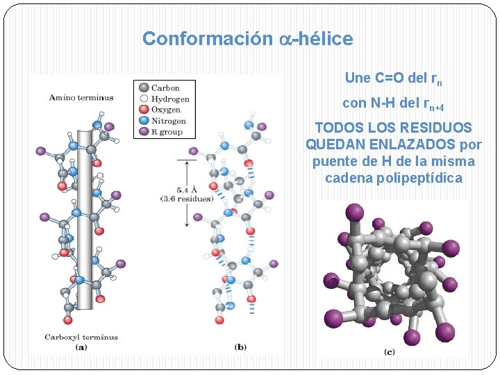 Conformación -hélice Une C=O del rn con N-H del rn+4 TODOS LOS RESIDUOS QUEDAN