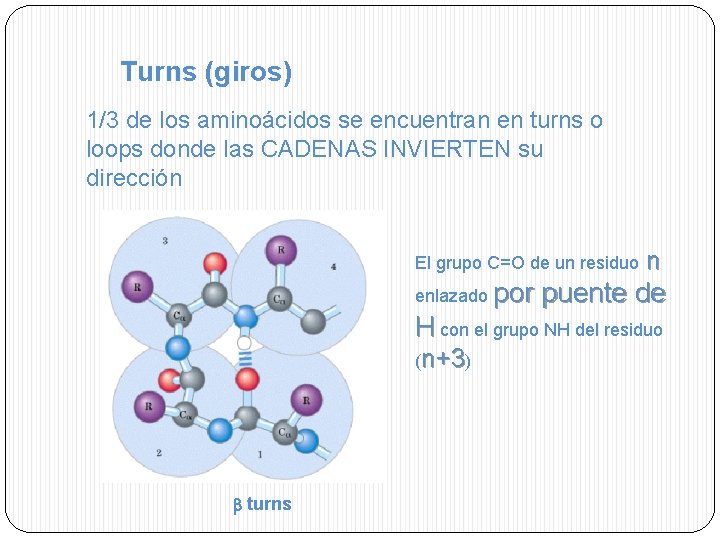 Turns (giros) 1/3 de los aminoácidos se encuentran en turns o loops donde las