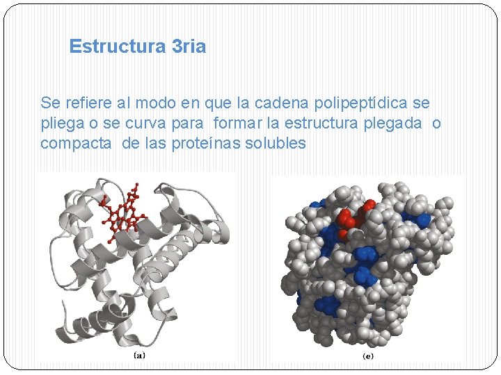 Estructura 3 ria Se refiere al modo en que la cadena polipeptídica se pliega