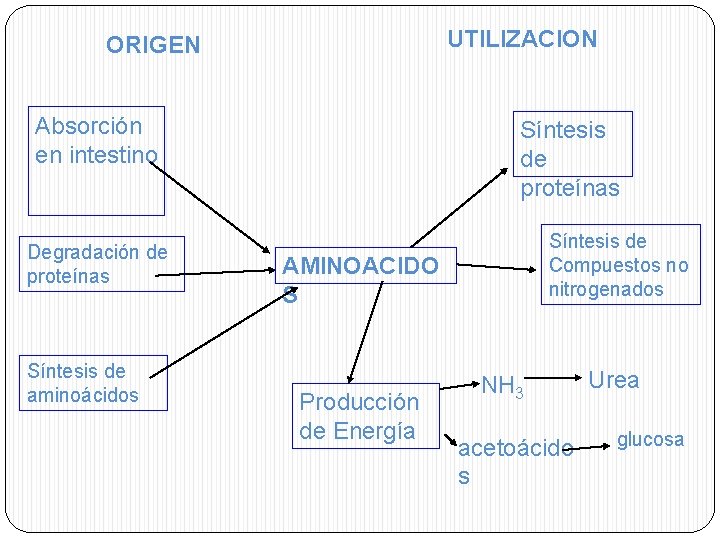 UTILIZACION ORIGEN Absorción en intestino Degradación de proteínas Síntesis de aminoácidos Síntesis de proteínas