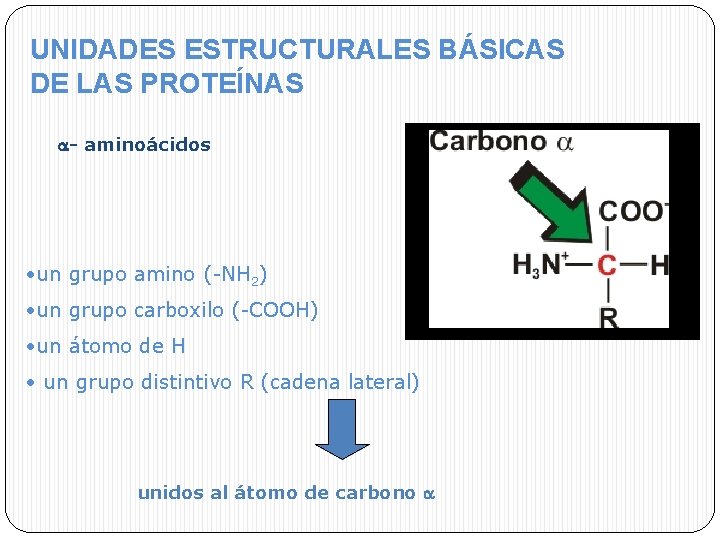 UNIDADES ESTRUCTURALES BÁSICAS DE LAS PROTEÍNAS - aminoácidos • un grupo amino (-NH 2)