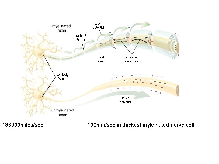 186000 miles/sec 100 min/sec in thickest myleinated nerve cell 