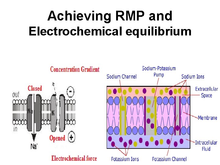 Achieving RMP and Electrochemical equilibrium 