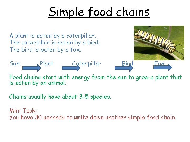 Simple food chains A plant is eaten by a caterpillar. The caterpillar is eaten