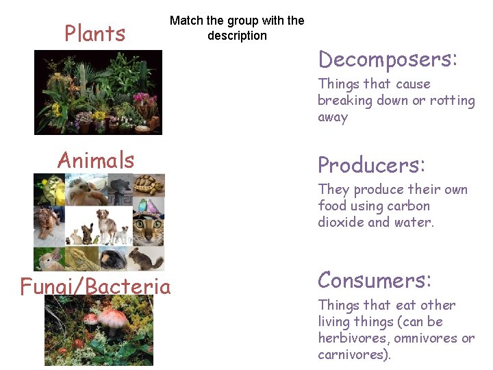 Plants Match the group with the description Decomposers: Things that cause breaking down or