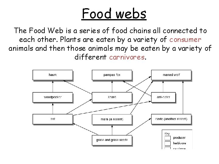 Food webs The Food Web is a series of food chains all connected to