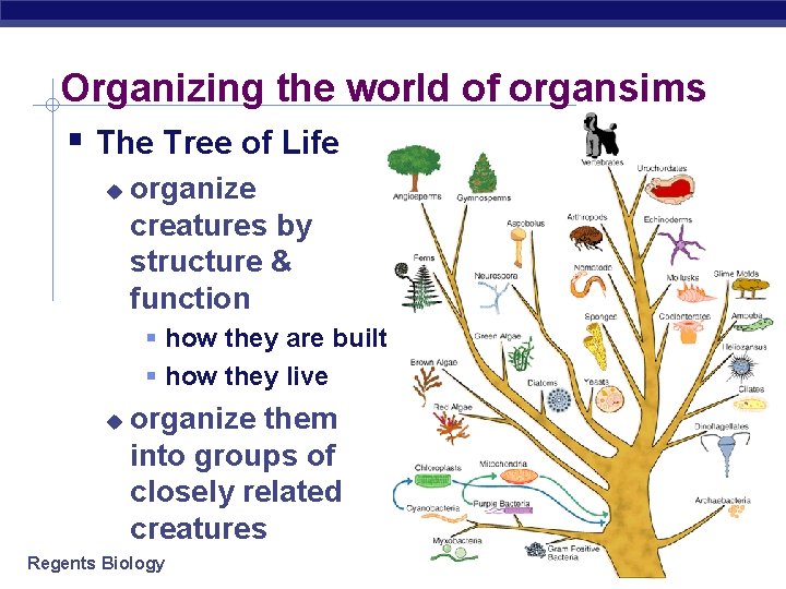 Organizing the world of organsims The Tree of Life organize creatures by structure &
