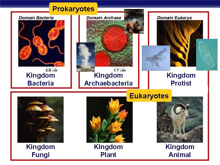 Prokaryotes Kingdom Bacteria Kingdom Archaebacteria Kingdom Protist Eukaryotes Kingdom Fungi Regents Biology Kingdom Plant