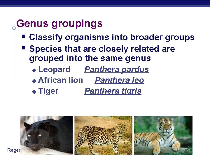 Genus groupings Classify organisms into broader groups Species that are closely related are grouped