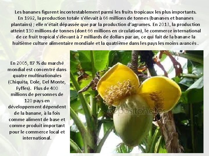 Les bananes figurent incontestablement parmi les fruits tropicaux les plus importants. En 1992, la