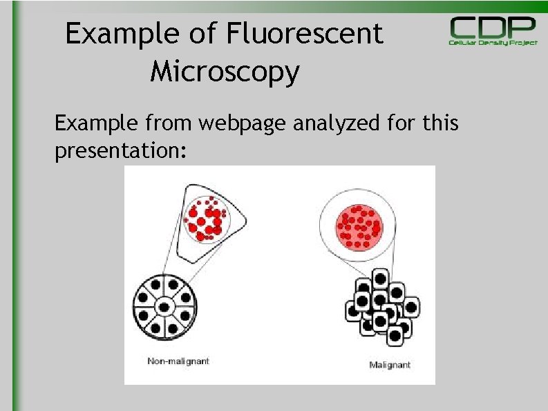 Example of Fluorescent Microscopy Example from webpage analyzed for this presentation: 
