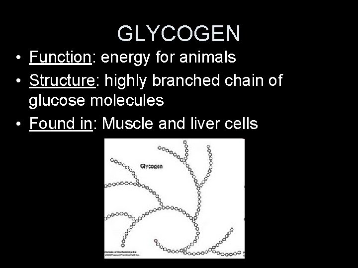 GLYCOGEN • Function: energy for animals • Structure: highly branched chain of glucose molecules