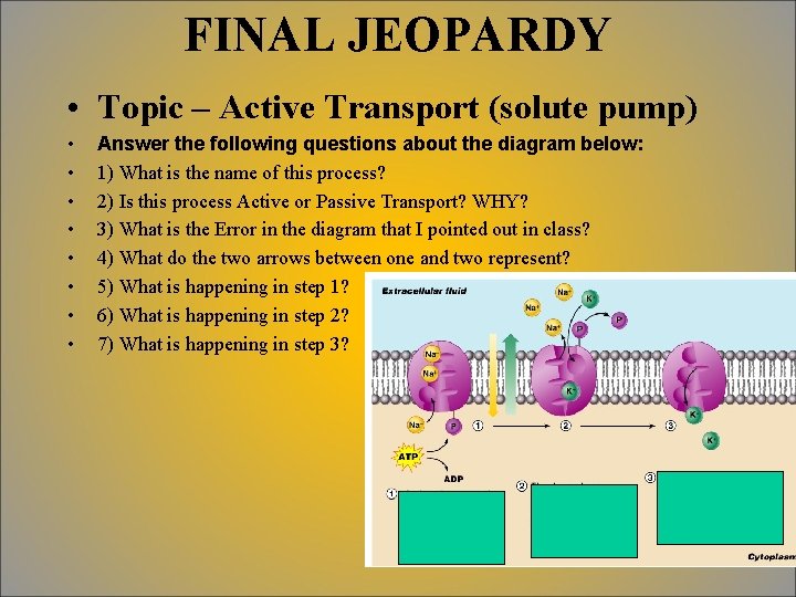 FINAL JEOPARDY • Topic – Active Transport (solute pump) • • Answer the following