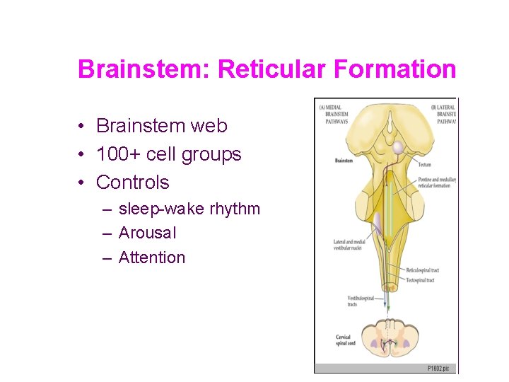 Brainstem: Reticular Formation • Brainstem web • 100+ cell groups • Controls – sleep-wake