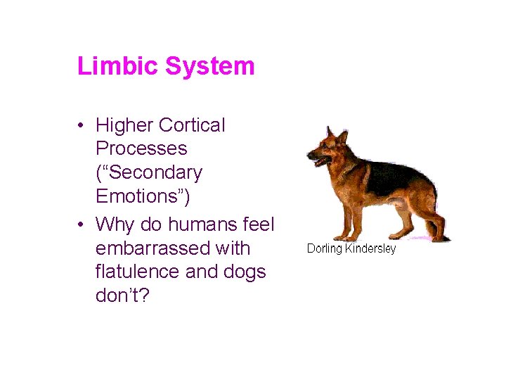 Limbic System • Higher Cortical Processes (“Secondary Emotions”) • Why do humans feel embarrassed