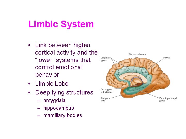 Limbic System • Link between higher cortical activity and the “lower” systems that control