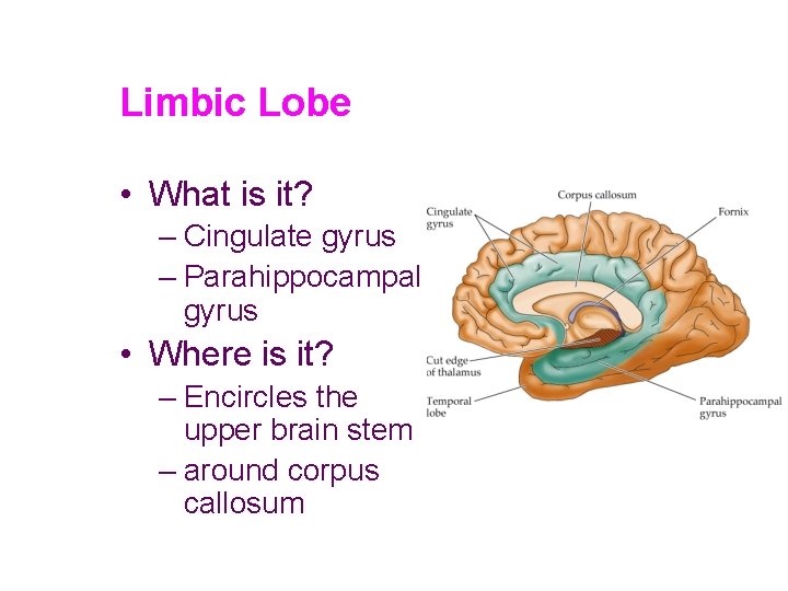Limbic Lobe • What is it? – Cingulate gyrus – Parahippocampal gyrus • Where