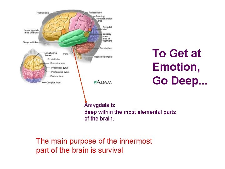To Get at Emotion, Go Deep. . . Amygdala is deep within the most