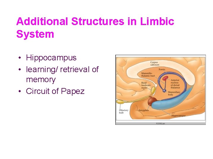 Additional Structures in Limbic System • Hippocampus • learning/ retrieval of memory • Circuit