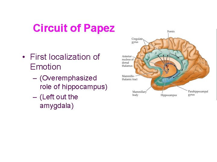 Circuit of Papez • First localization of Emotion – (Overemphasized role of hippocampus) –