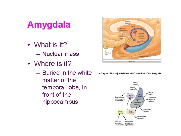 Amygdala • What is it? – Nuclear mass • Where is it? – Buried
