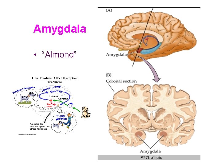 Amygdala • “Almond” 